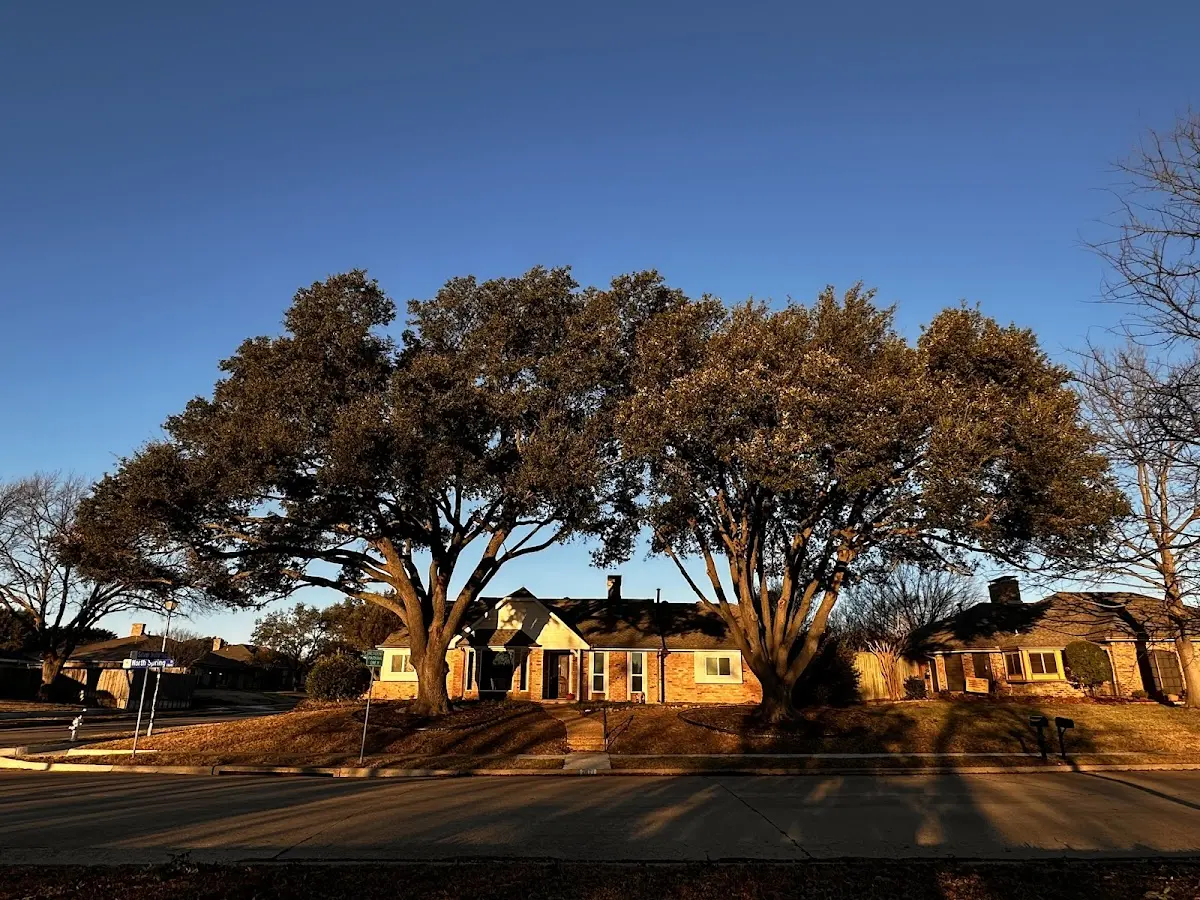 Established residential canopy tree shading a home in Wonewoc